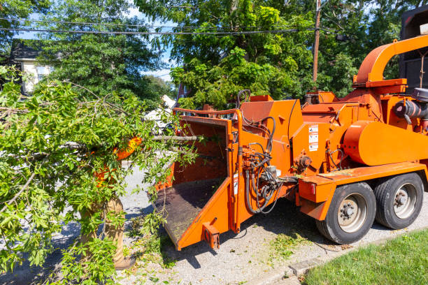 Best Tree Root Removal  in USA